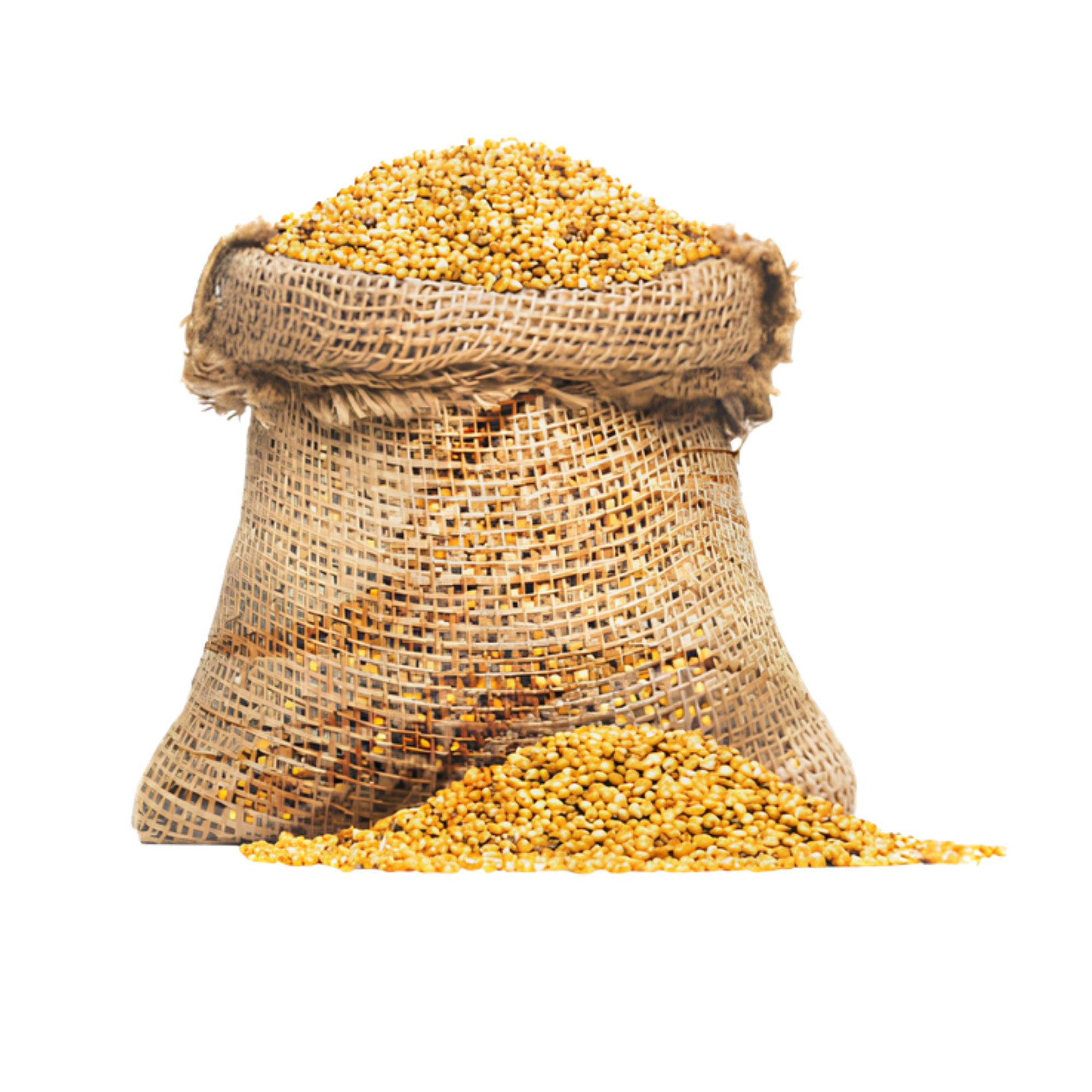 حبوب الدخن السوداني